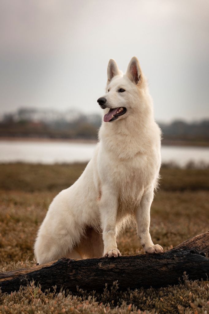 Mali (Sans Affixe)