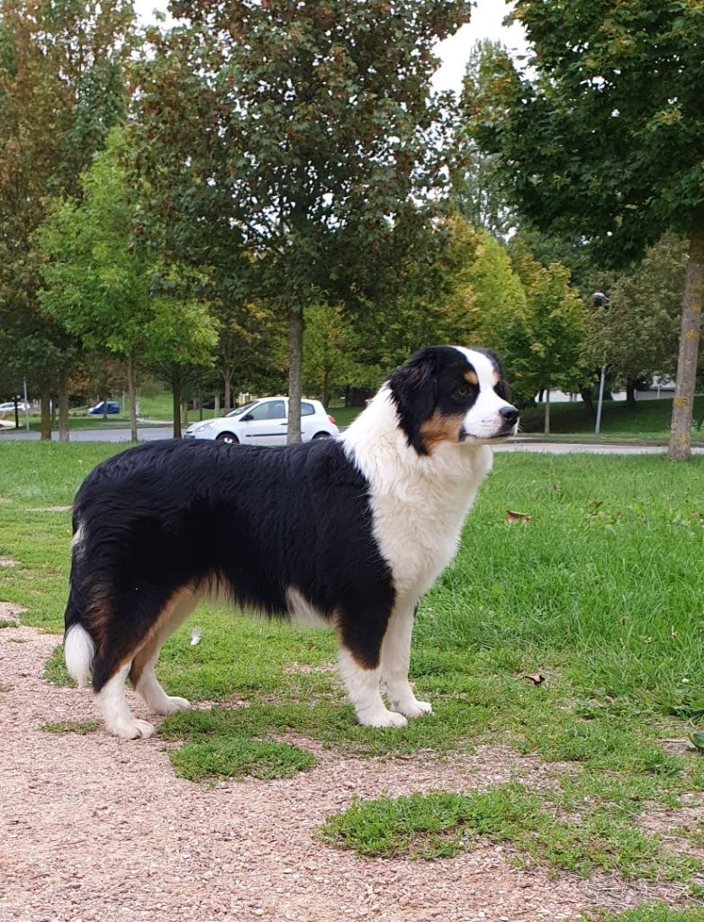 Roxy des Jardins de Becky