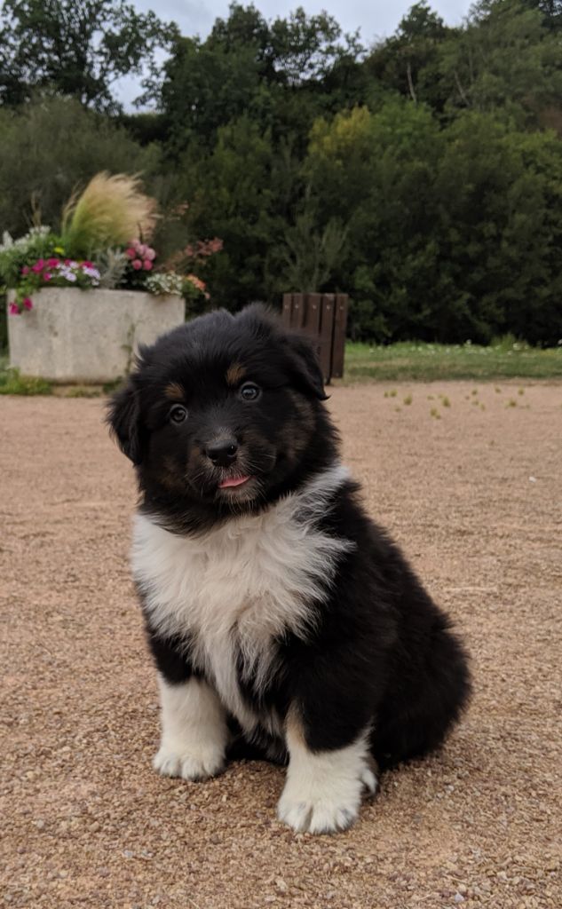 Pearl by activ dog normandy