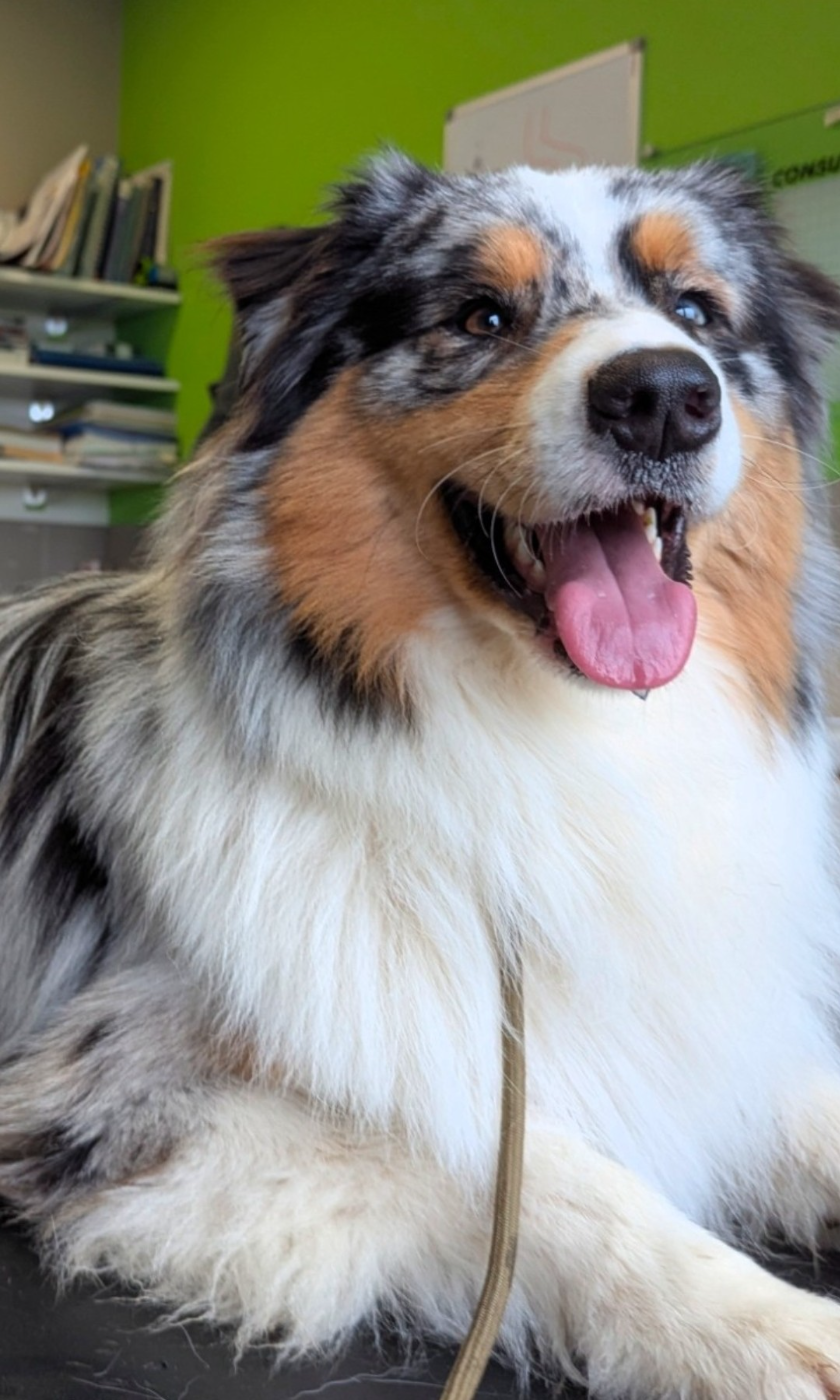 Voyou by activ dog normandy