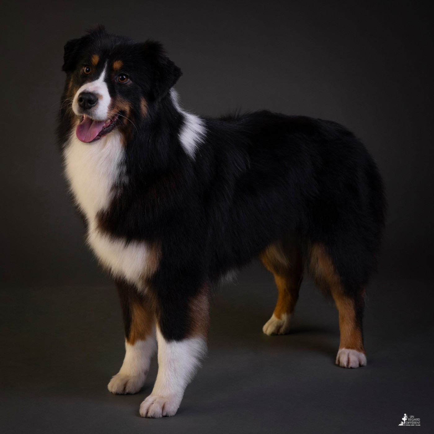 Salem by activ dog normandy