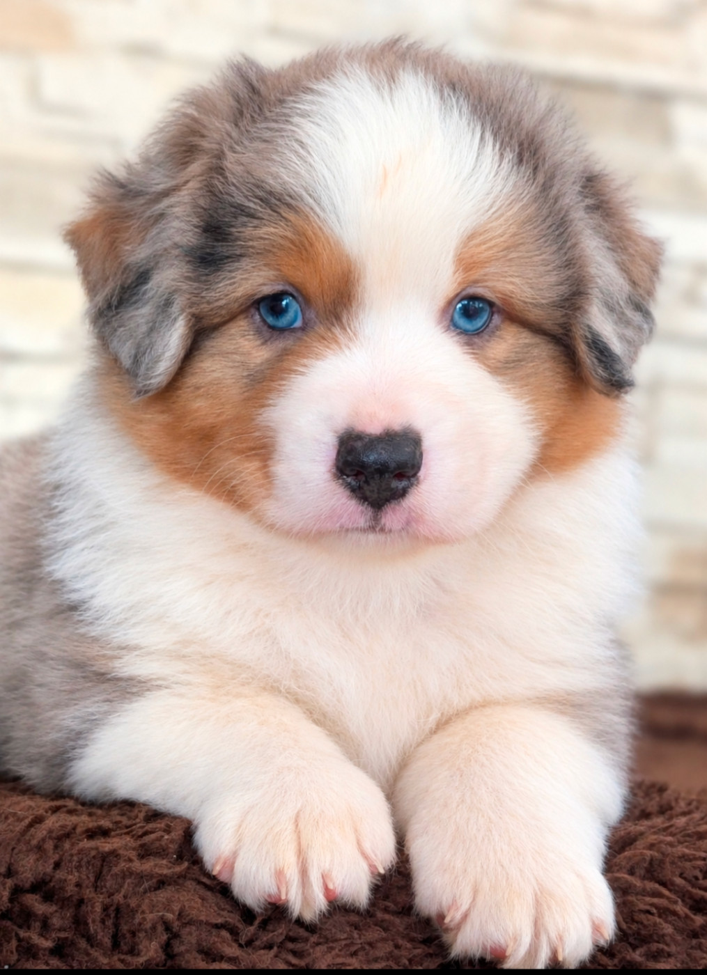 Chiots disponibles