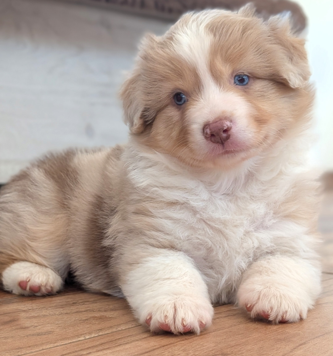 Chiots disponibles