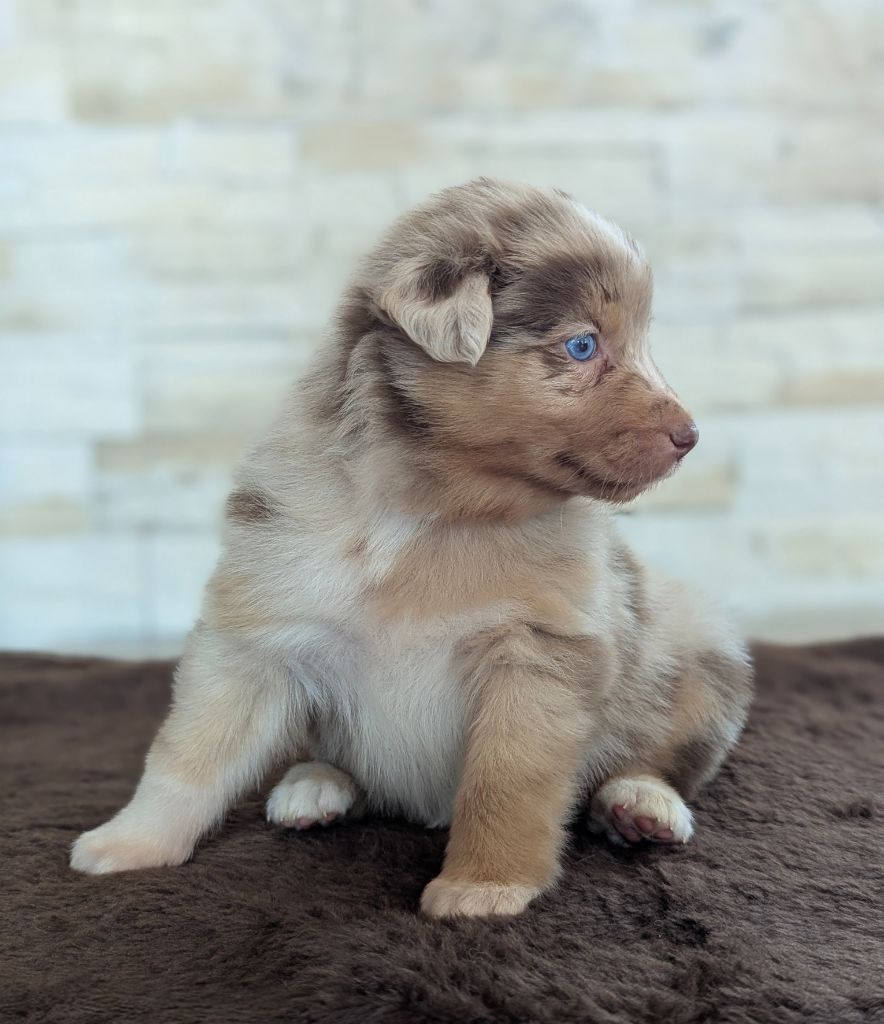 by activ dog normandy - Chiots disponibles - Berger Australien