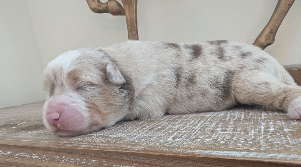 by activ dog normandy - Chiots disponibles - Berger Américain Miniature 
