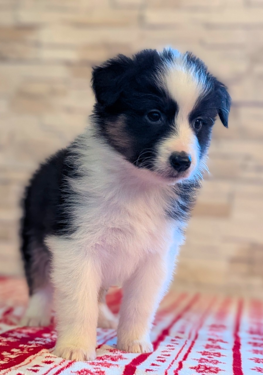 by activ dog normandy - Chiots disponibles - Berger Australien