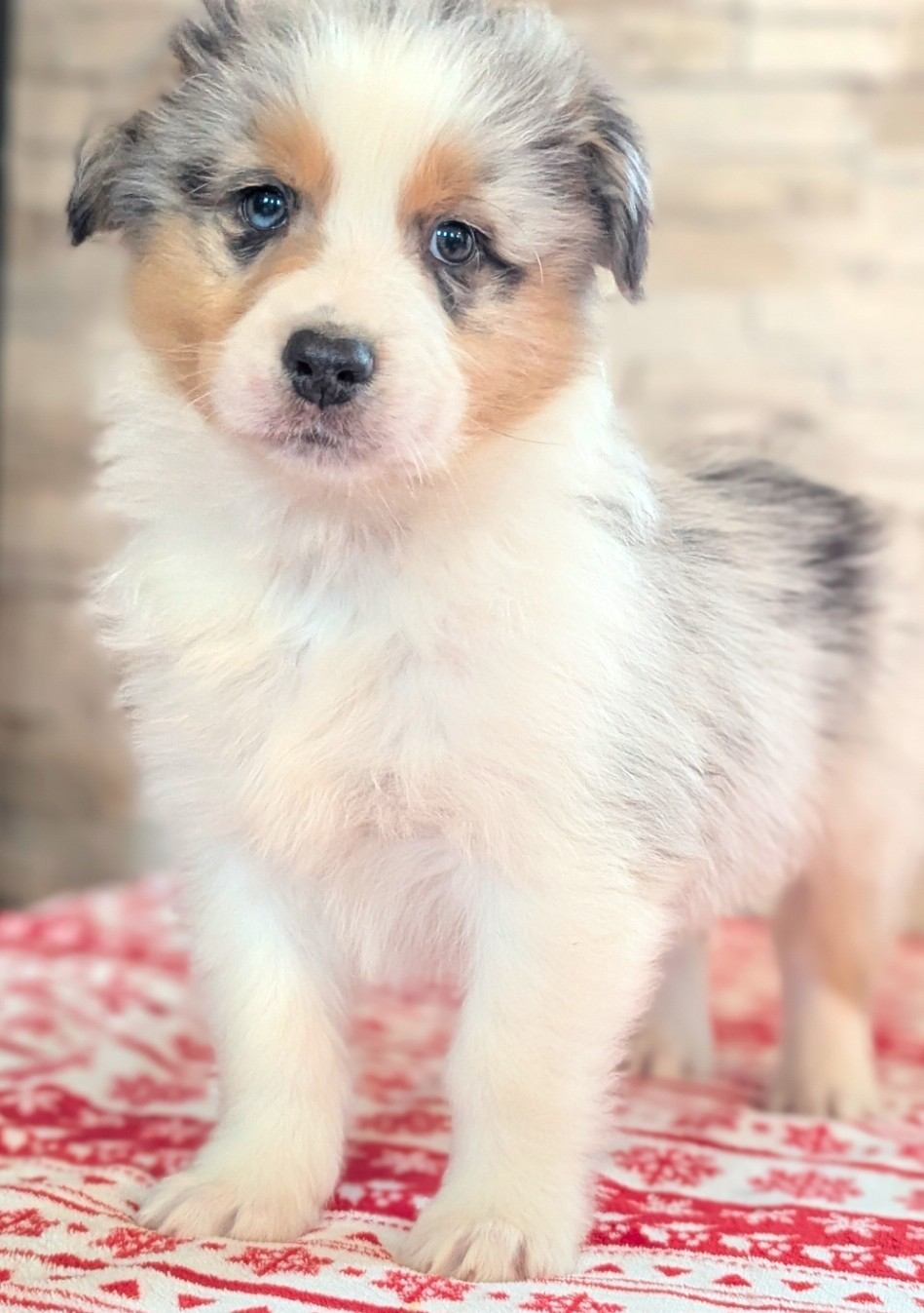 by activ dog normandy - Chiots disponibles - Berger Australien