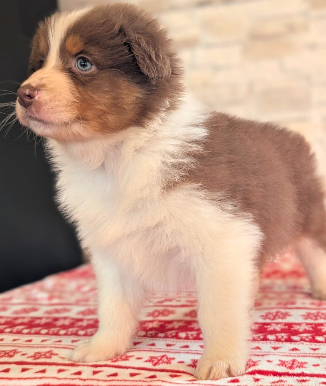 by activ dog normandy - Chiots disponibles - Berger Australien