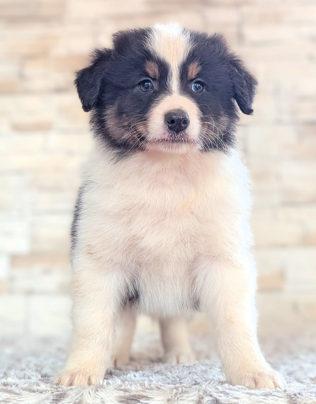 by activ dog normandy - Chiots disponibles - Berger Australien