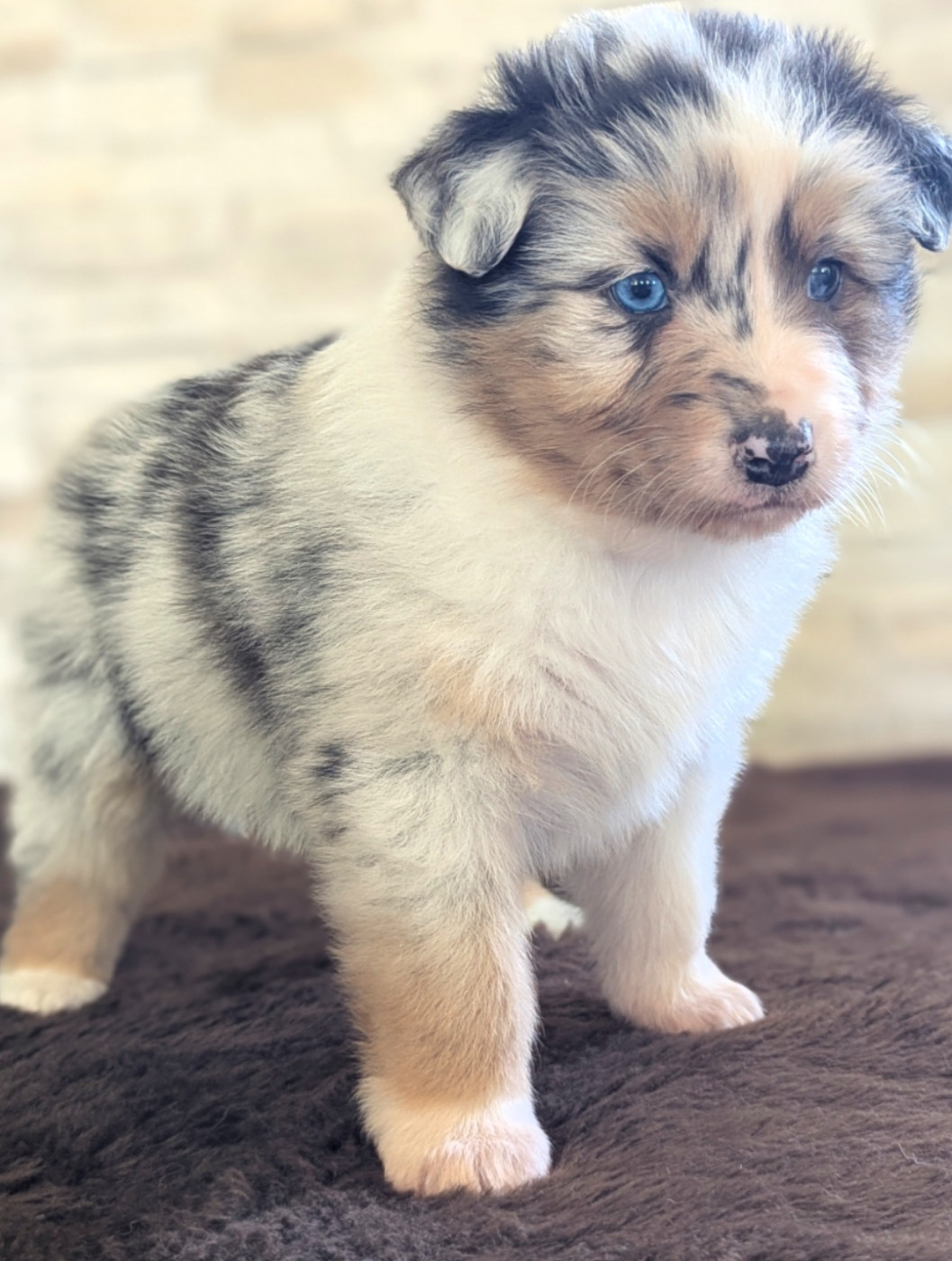 Chiot Berger Australien by activ dog normandy