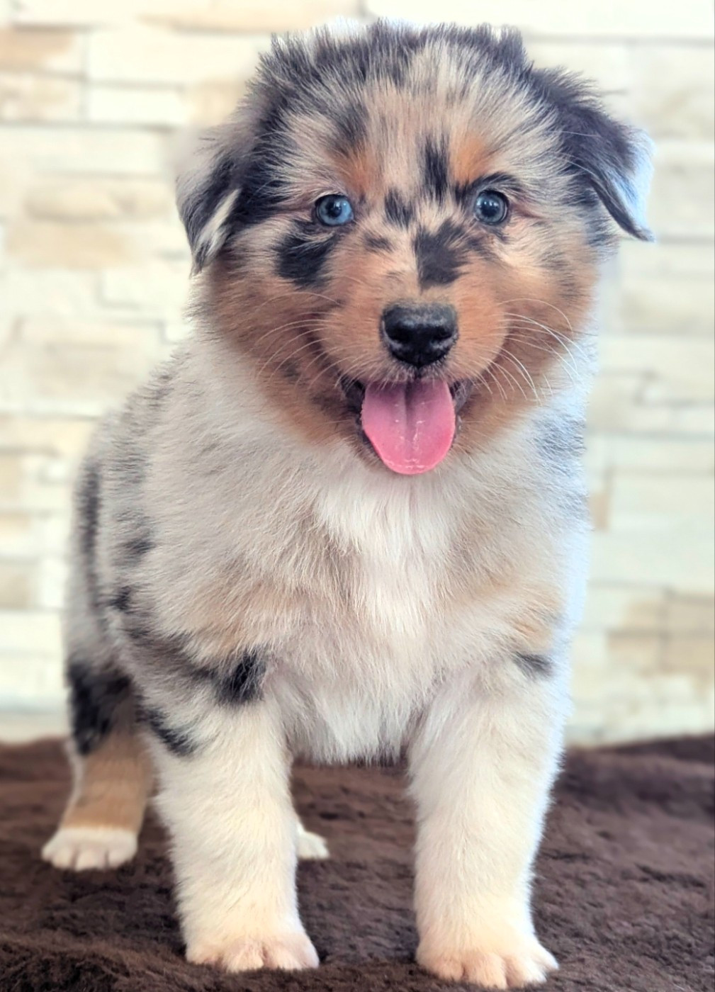 by activ dog normandy - Chiots disponibles - Berger Australien