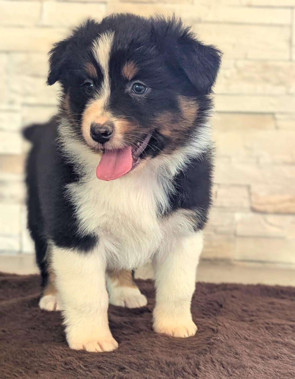 by activ dog normandy - Chiots disponibles - Berger Australien