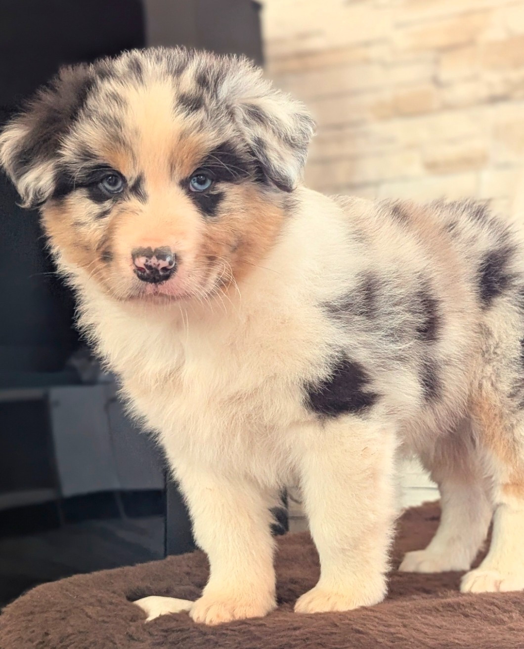 by activ dog normandy - Chiots disponibles - Berger Australien