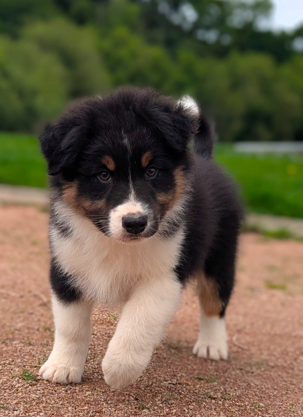 by activ dog normandy - Chiots disponibles - Berger Australien