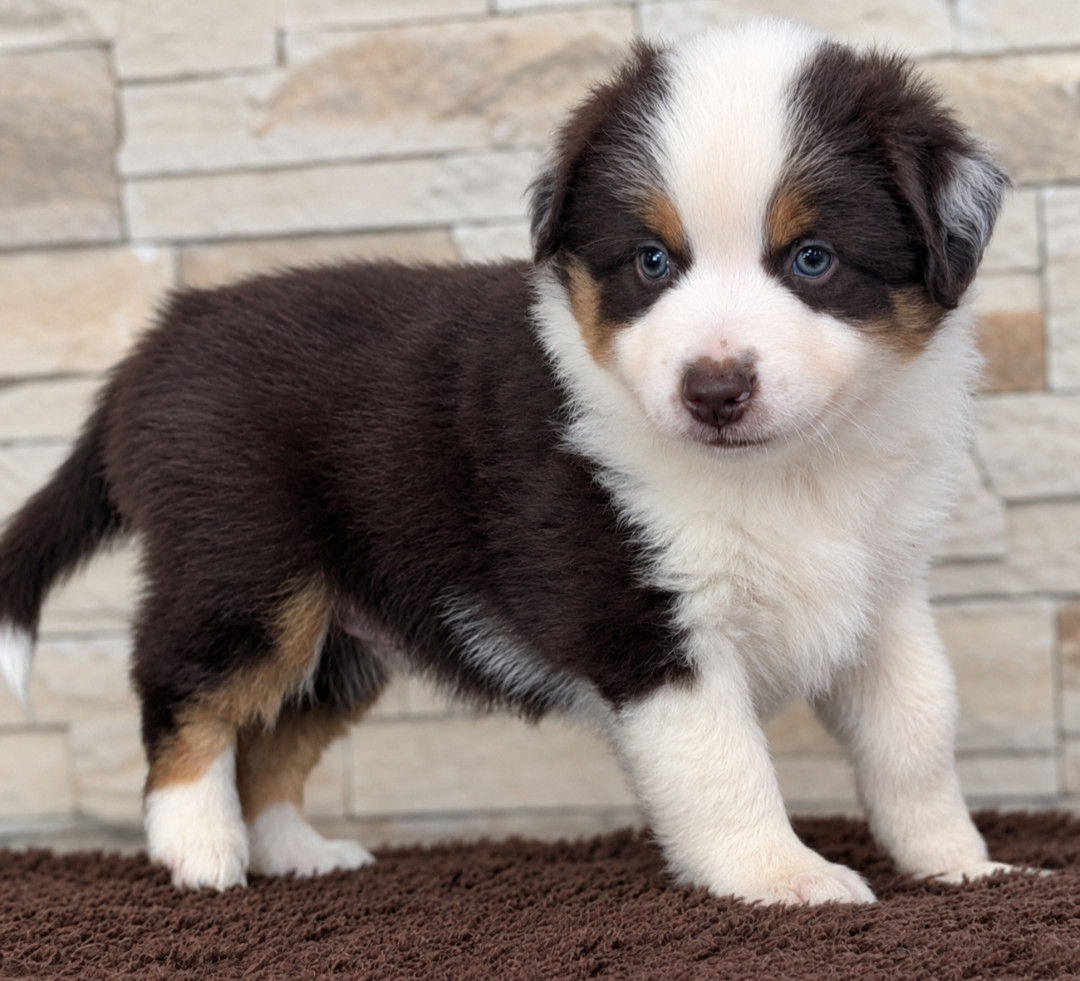by activ dog normandy - Chiots disponibles - Berger Américain Miniature 
