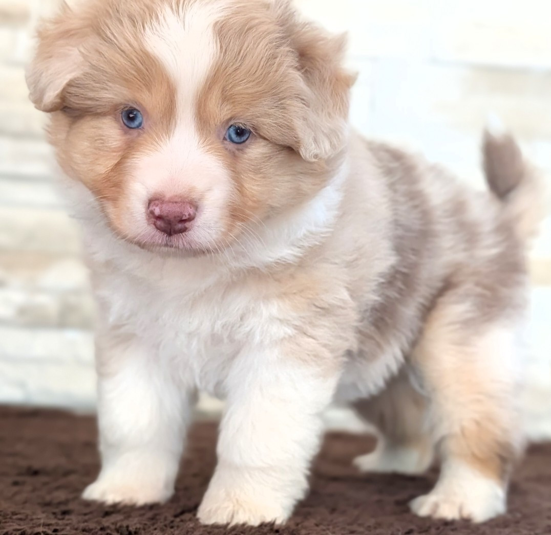 by activ dog normandy - Chiots disponibles - Berger Américain Miniature 