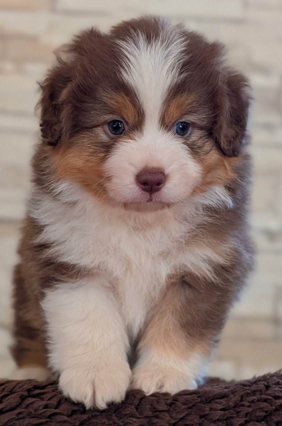 by activ dog normandy - Chiots disponibles - Berger Américain Miniature 