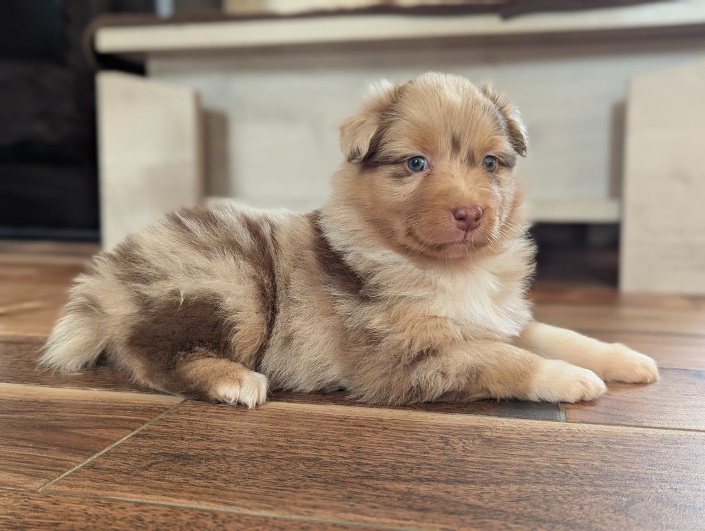 by activ dog normandy - Chiots disponibles - Berger Australien