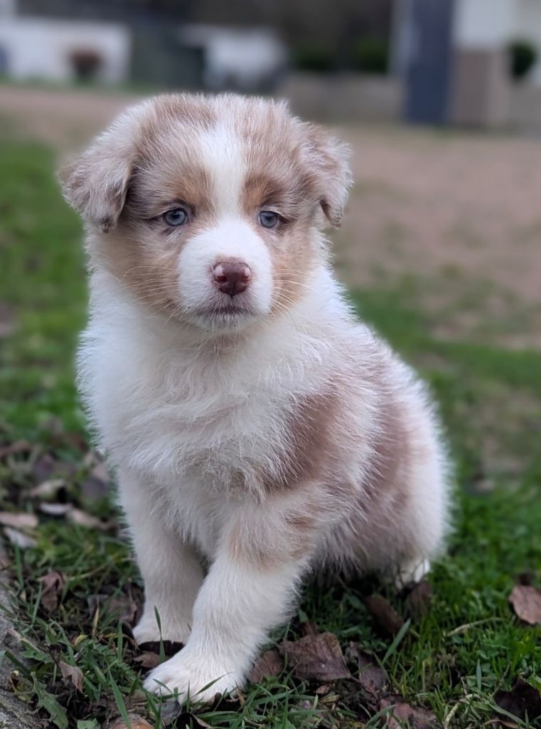 by activ dog normandy - Chiots disponibles - Berger Australien