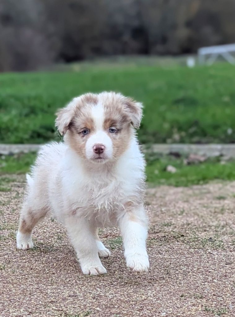 by activ dog normandy - Chiots disponibles - Berger Australien