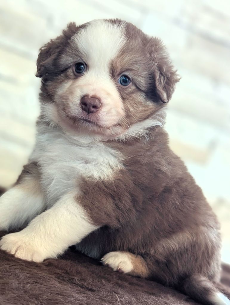 by activ dog normandy - Chiots disponibles - Berger Américain Miniature 