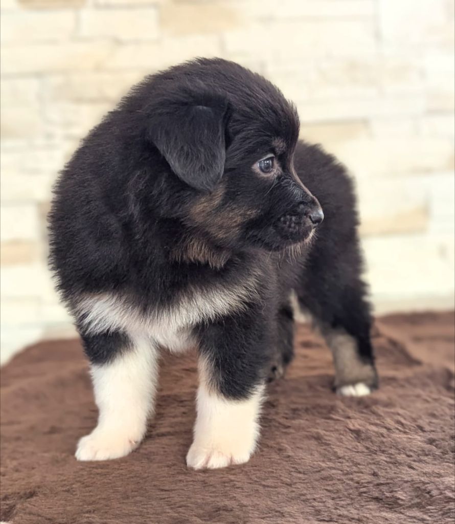 by activ dog normandy - Chiots disponibles - Berger Australien