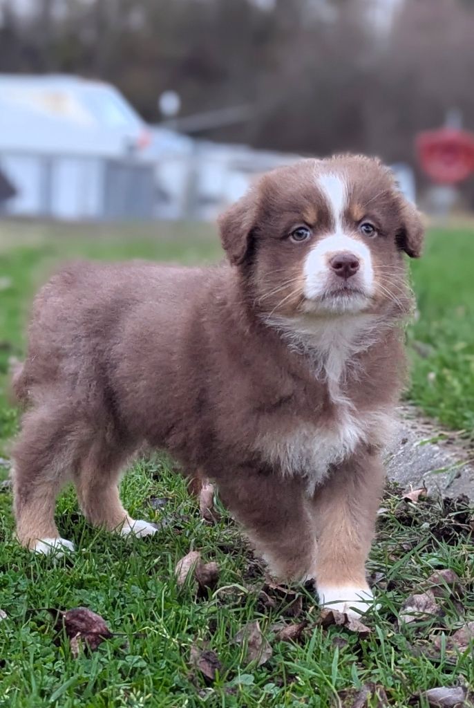 by activ dog normandy - Chiots disponibles - Berger Australien