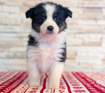 Femelle noire tricolore