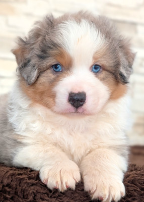 Mâle bleu merle