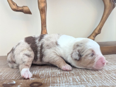 CHIOT 6