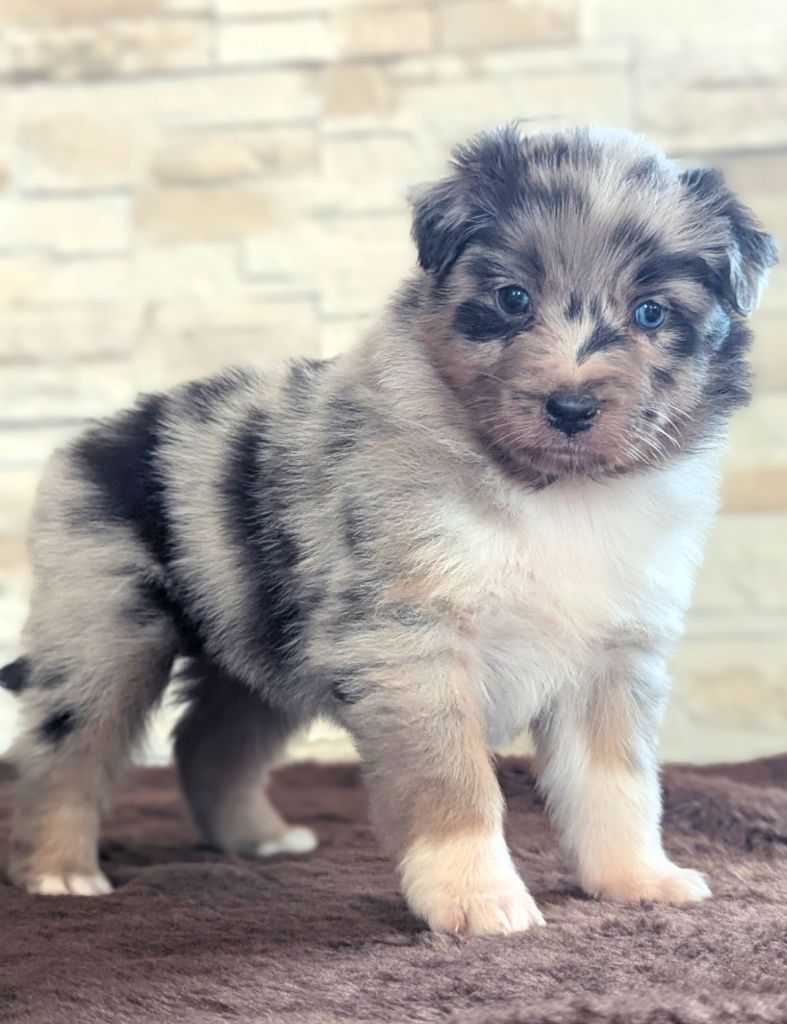 by activ dog normandy - Chiots disponibles - Berger Australien