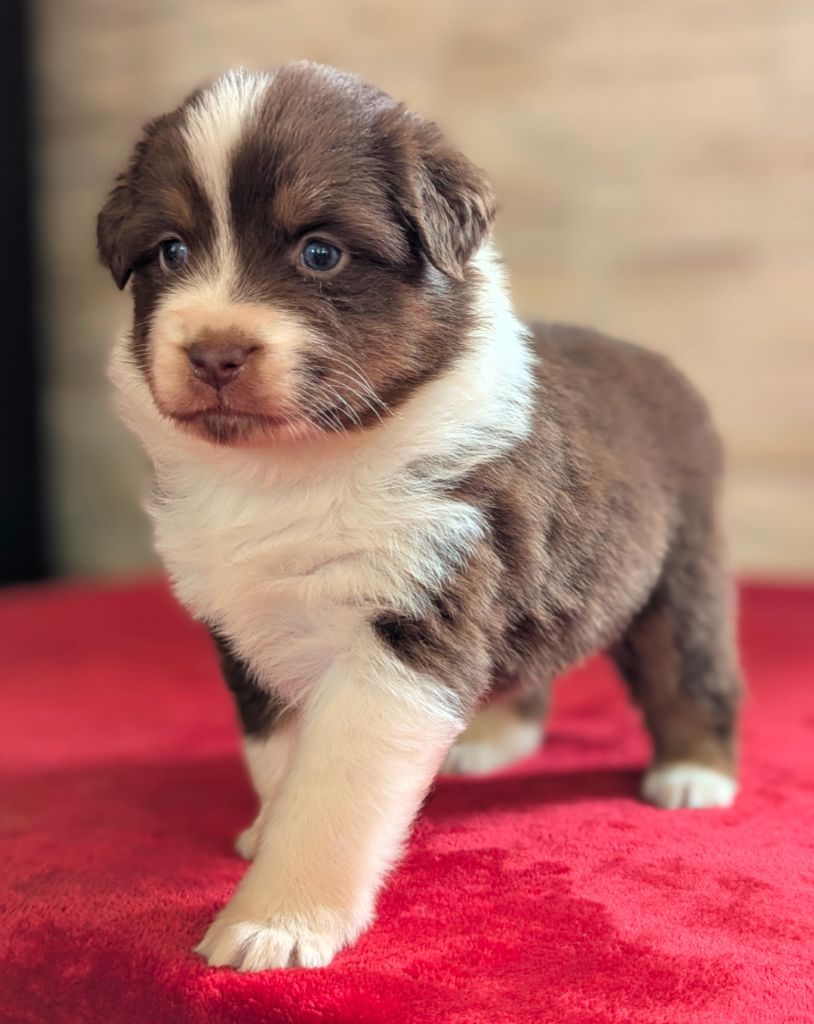 by activ dog normandy - Chiots disponibles - Berger Australien