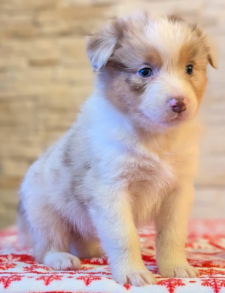 by activ dog normandy - Chiots disponibles - Berger Australien