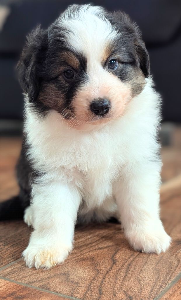 by activ dog normandy - Chiots disponibles - Berger Américain Miniature 